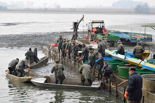 Výlov Myslívského rybníka 2015