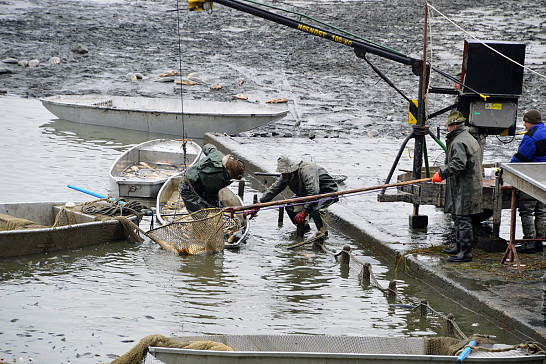 Výlov  Myslívského rybníka se konal na konci  měsíce října 2019