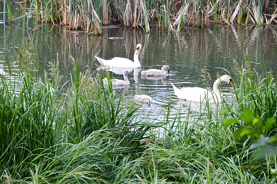 Myslívský  poklad - 24.6.2020