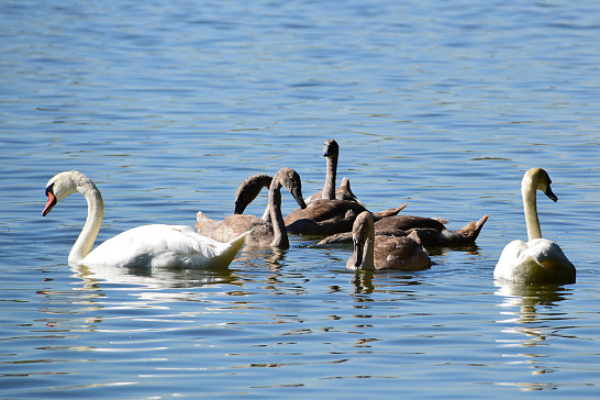 Myslívská    labuťátka   rostou 11.9.2020