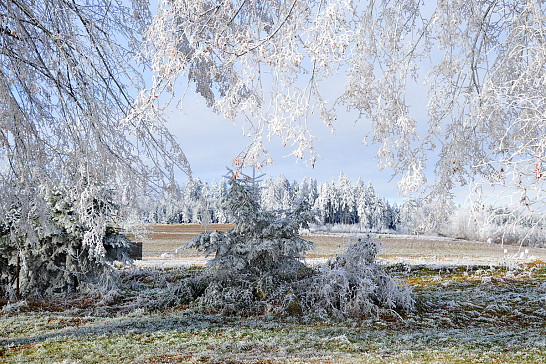 Myslív v zimním čase 22.12.2020