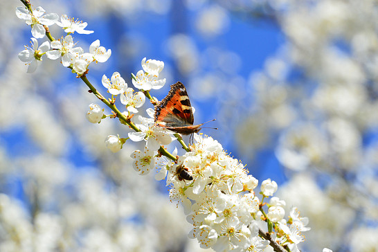 Přihlásil  se jarní čas - duben 2021